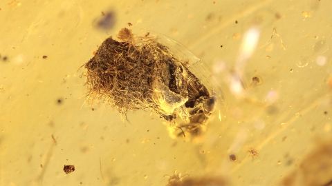 Blüten einer Eiche als Bernstein Inklusen