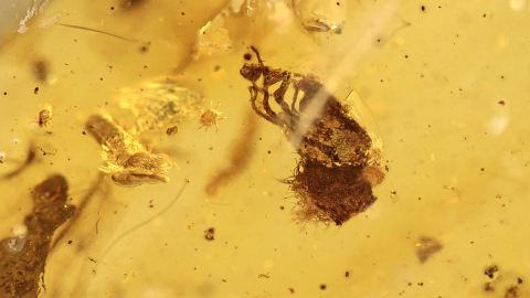 Blüten einer Eiche im Bernstein