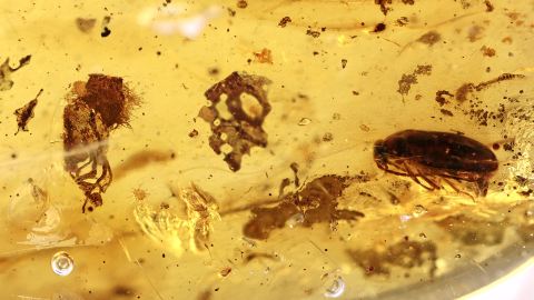 Haar, Insekt und Eichenblüten im Bernstein