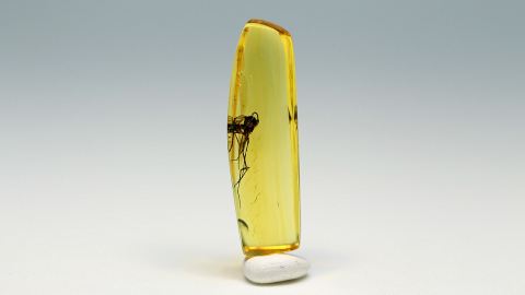 Mücke als Einschluss im Bernstein