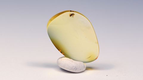 kleine Mücke im Bernstein