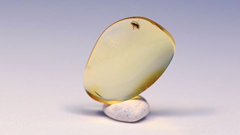 Kriebelmücke als Bernstein Einschluss