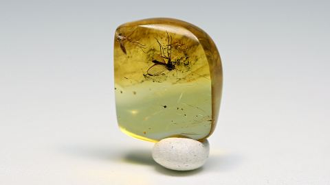 Pilzmücken als Bernstein Einschluss