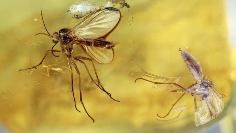 Zwei Mücken im Bernstein als Inklusen