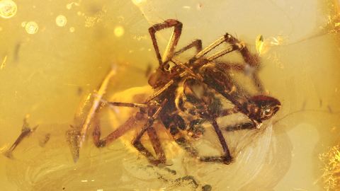 Spinne als Bernstein Inkluse