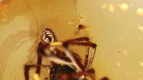 Spinne als Einschluss