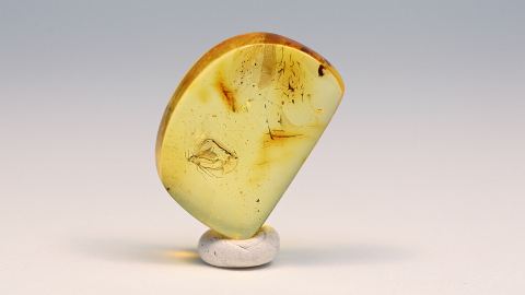 Trauermücke einseitig verlumt