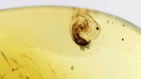 Schnecke im Bernstein