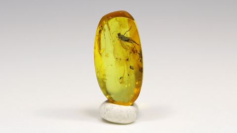 Langbeinfliege im Bernstein