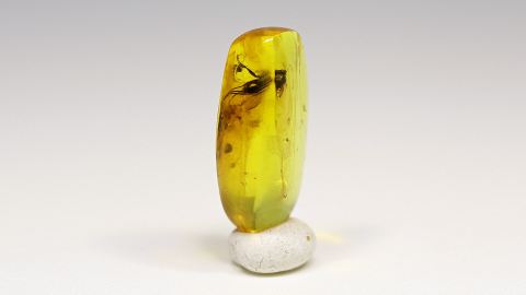 Langbeinfliege als Einschluss