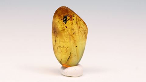 Fliege als Einschluss