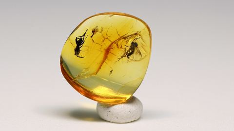 Bernstein Inkluse zwei Mücken