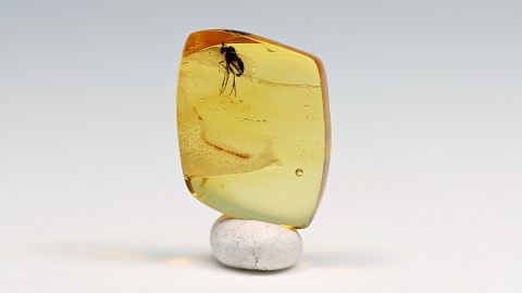 Langbeinfliege als Bernstein Einschluss