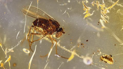 Langbeinfliege im Bernstein