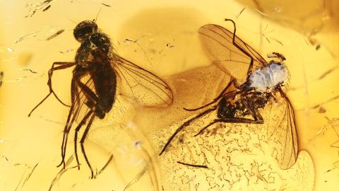 Langbeinfliegen als Bernstein Inklusen