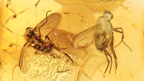 zwei Langbeinfliegen als Einschlüsse
