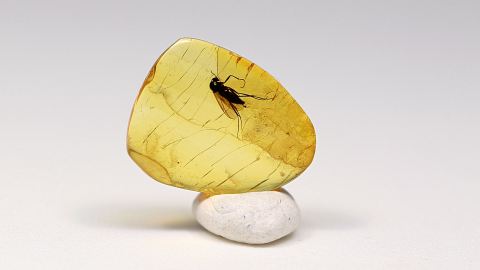 Bernstein Inkluse  - Mücke