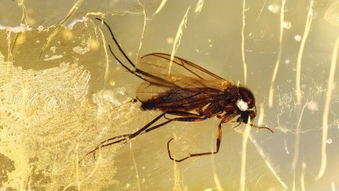 Trauermücke einseitig leicht verlumt als Bernstein Einschluss