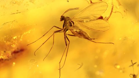 Pilzmücke als Einschluss im Baltischen Bernstein