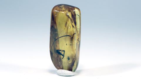 Mücke und ein Bein eines großen Insektes im Bernstein