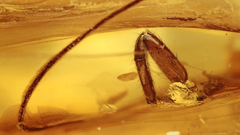 Mücke als Inkluse im Baltischen Bernstein