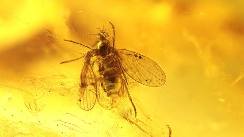 Schmetterlingsfliege als Bernstein Inkluse