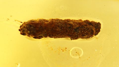 Larve im Köcher als Bernstein Inkluse