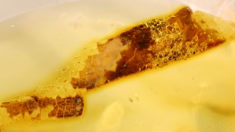 Hautreste mit Schuppen als Bernstein Inkluse