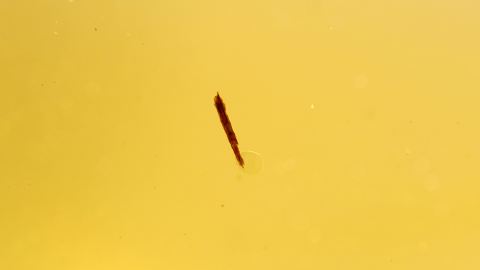 Holzsplitter Inkluse