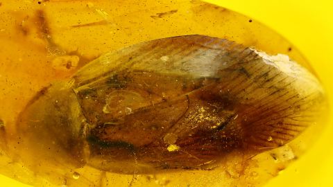 Kakerlake im Bernstein