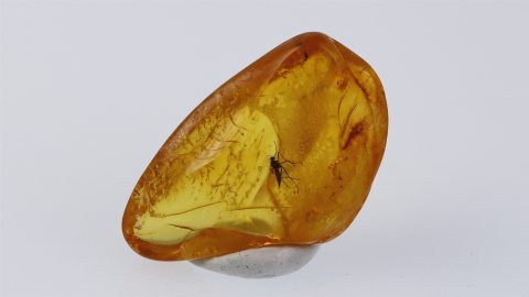 Trauermücke im Bernstein