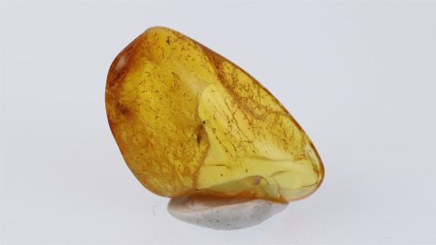 Mücke, Sciaridae als Einschluss