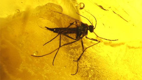 Trauermücke als Bernstein Inkluse