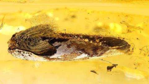 Samenschale, Endokarp als Bernstein Inkluse