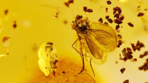 Inklusen Langbeinfliege