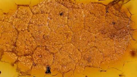 Bernstein Abdruck Zapfen, Fruchtstand