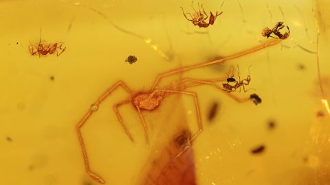 Weberknecht und Ameisen als Bernstein Inklusen