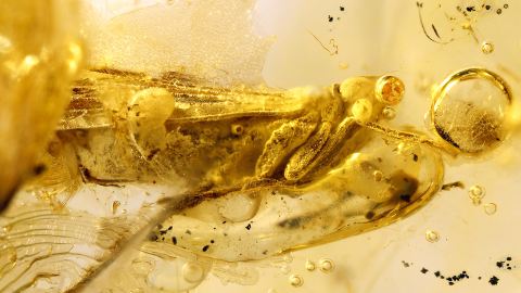 Zikade Bernstein Inkluse