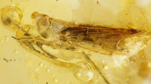 Zikade als Bernstein Einschluss