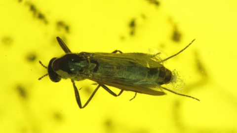 Mücke als Inkluse im Baltischen Bernstein