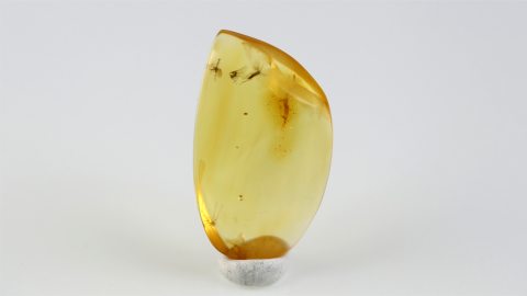 Mücken im Bernstein