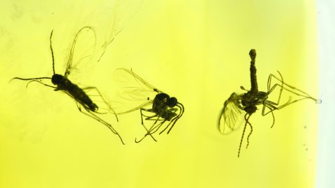 Bernstein mit drei Mücken als Einschlüsse