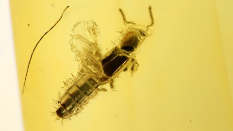 Bernstein mit Käfer als Inkluse