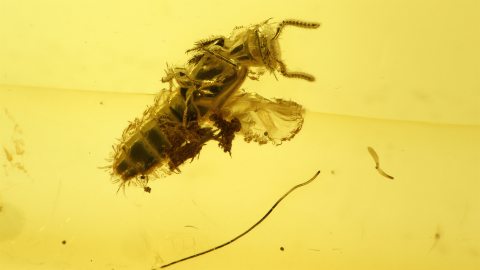 Käfer als Einschluss im Baltischen Bernstein