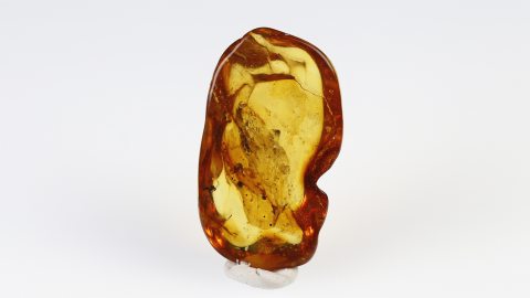 Mücke im Baltischen Bernstein