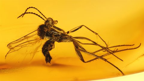 Bernstein mit Mücke als Inkluse