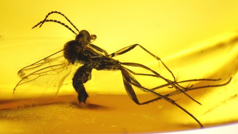 Mücke als Einschluss im Baltischen Bernstein