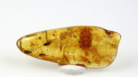 Mehrere Insekten im Bernstein