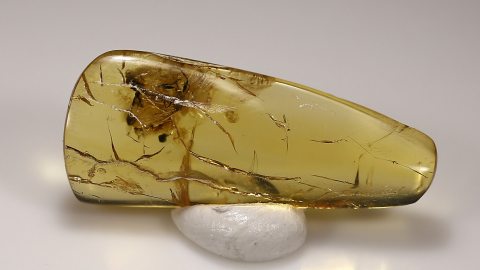 Bernstein mit Tanzfliege