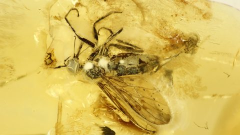 Tanzfliege mit Rüssel als Einschluss